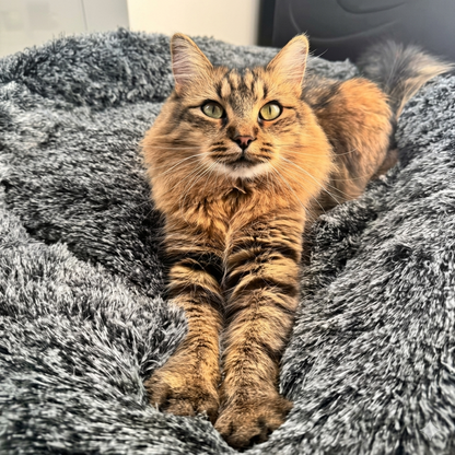 Australian Paws DeepRest Dog Bed
