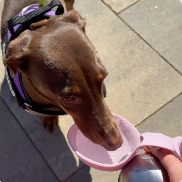Trailhound Insulated Bottle Bowl