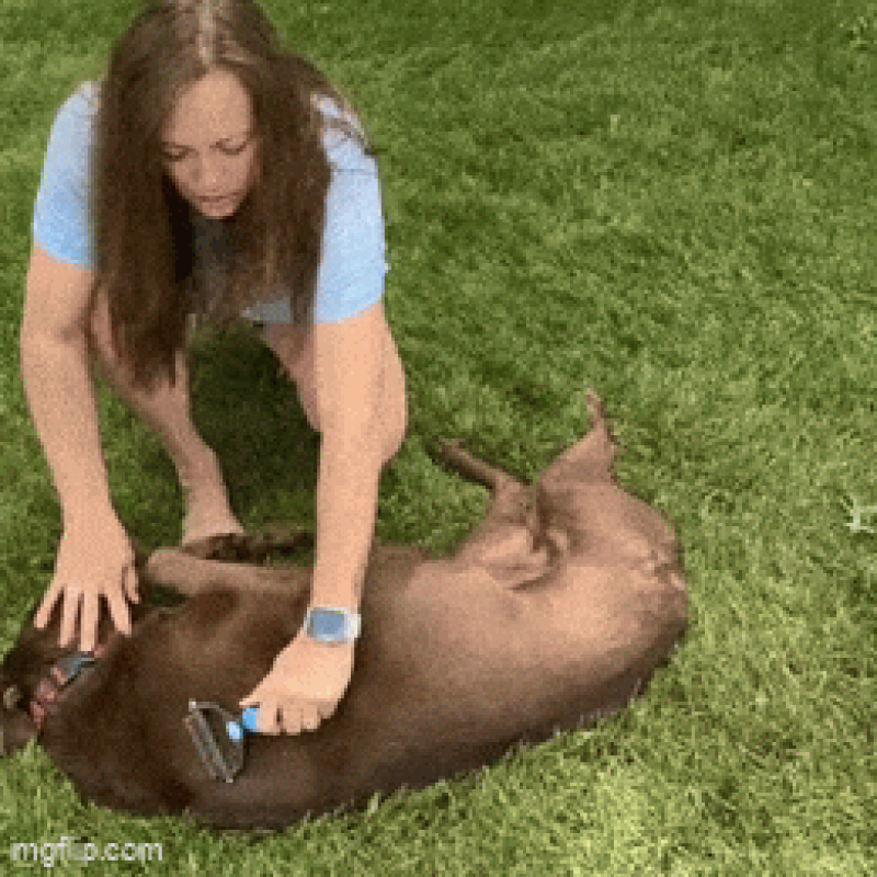 An owner brushing her dog outdoors