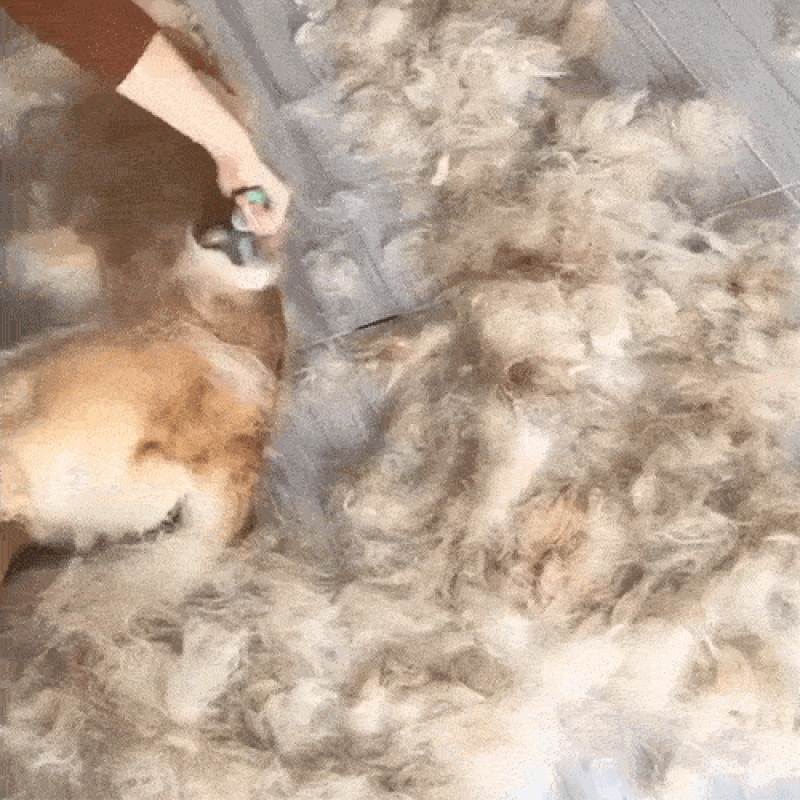 A dog being groomed with loose fur collected beside it